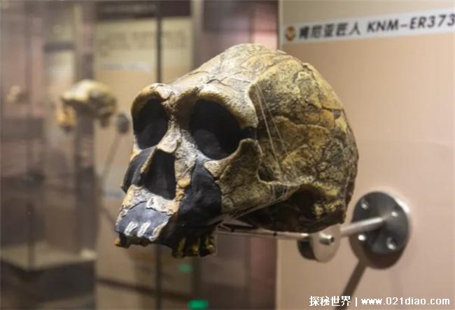 南京猿人有什么意义 有极高历史和科学价值南京直立人