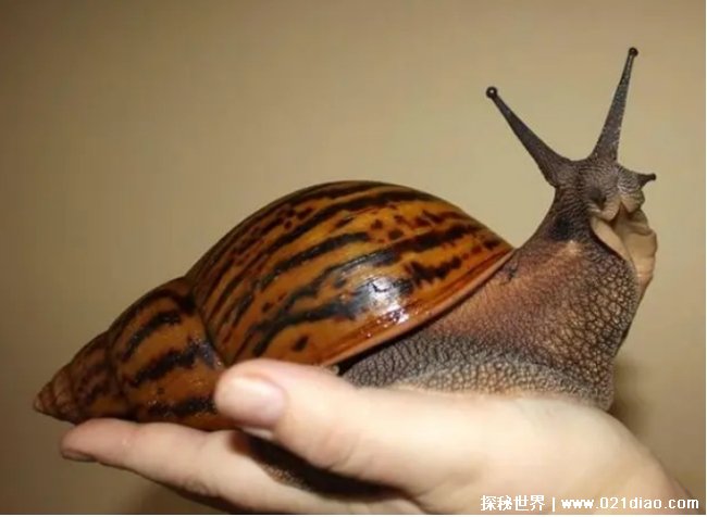 地球上最大的蜗牛 非洲大蜗牛最大39厘米 糟糕的蜗牛
