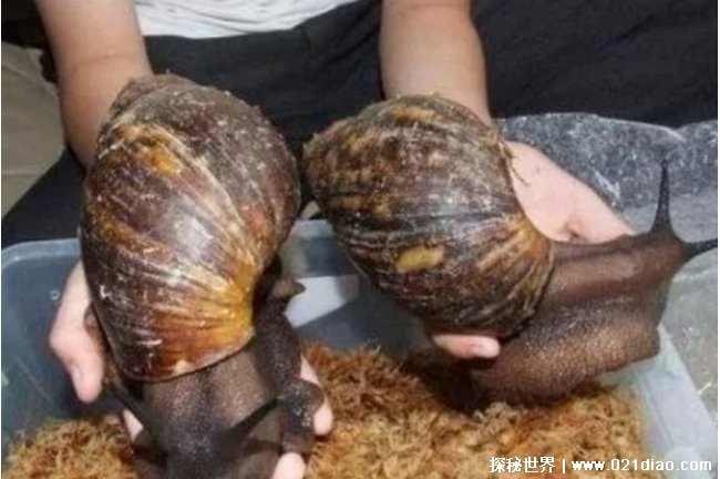 地球上最大的蜗牛 非洲大蜗牛最大39厘米 糟糕的蜗牛
