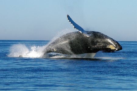 三江并流是哪三江？金沙江、澜沧江、怒江最长4880千米