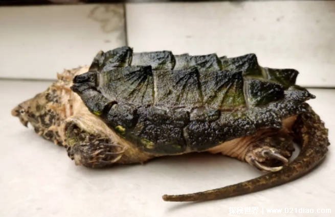 能轻松咬断人类手指的水龟 真鳄龟比较恐怖嘴巴像老鹰