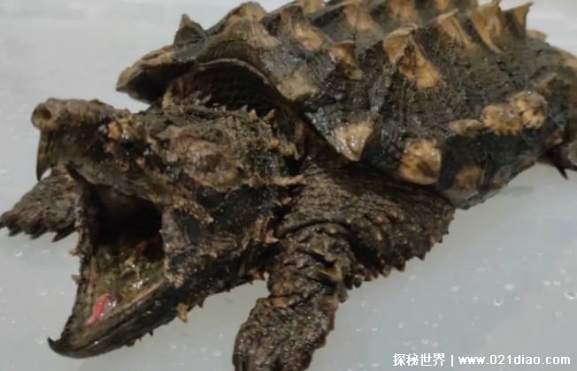 能轻松咬断人类手指的水龟 真鳄龟比较恐怖嘴巴像老鹰