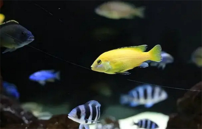 科学家发现鱼会算数 这种技能有啥用生物智慧