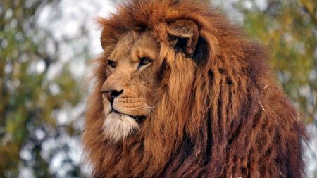 巴巴里狮灭绝了吗？地球最大狮子被运兽场
