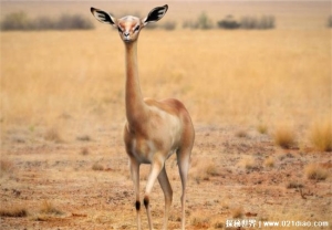 有长长脖子的生物 长颈羚喜欢吃高处的树叶比较高挑