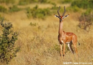 有长长脖子的生物 长颈羚喜欢吃高处的树叶比较高挑