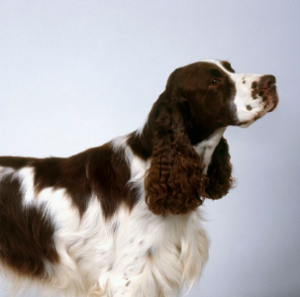 地球上最知名的十大警犬品种 适合当警犬的狗狗排名榜