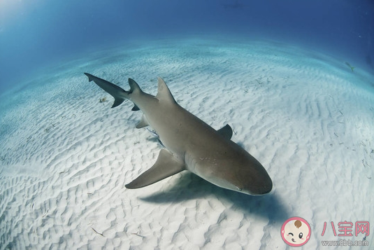猜一猜柠檬鲨之所以得名是因 神奇海洋1月11日答案