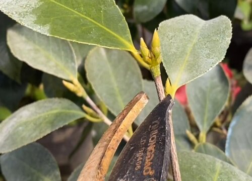 茶花何时剪枝最好