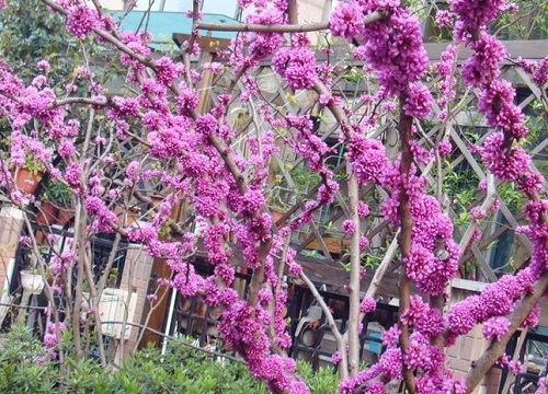 紫荆花什么时候剪枝合适