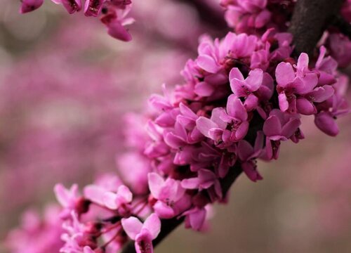紫荆花什么时候剪枝合适