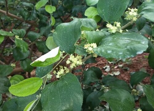 青枣什么季节种植合适