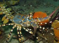 恐怖的印尼章鱼人是什么？具有人头章鱼身较为诡异因基因变异
