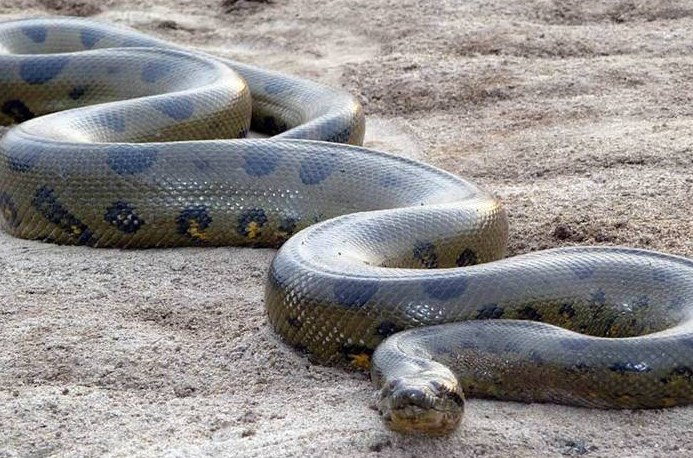 地球上最大的蛇究竟有多大？秦岭盘山巨蟒真的存在吗？