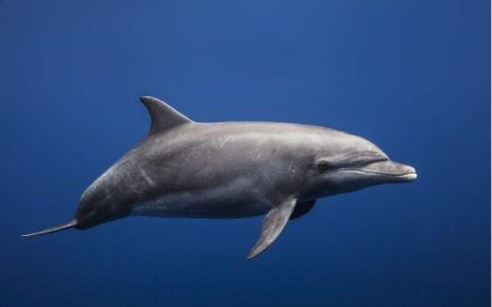 泰国海域发现了长着很大脑袋和很大彩虹眼的鬼鲨银鲛