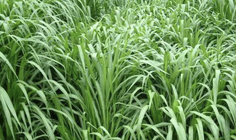 皇竹草长相酷似甘蔗是怎么回事？不用灌溉也可以自然生长