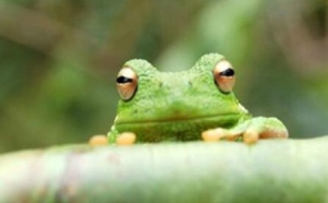 青蛙是什么动物类型 它是蛙科两栖类动物人类的朋友
