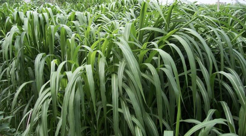 皇竹草长相酷似甘蔗 不用灌溉也可以自然生长