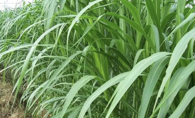 皇竹草长相酷似甘蔗 不用灌溉也可以自然生长