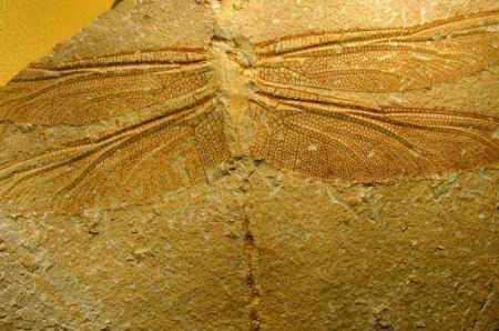 大规模化石发现终于揭示了威尔士龙的起源