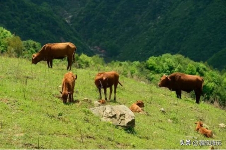 在古时候骨胶原蛋白中发现5万年前北美大型哺乳动物神秘消失的线索