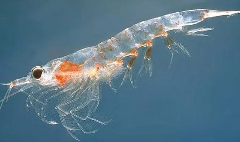 磷虾体形与小虾相似，磷虾的身体很透明