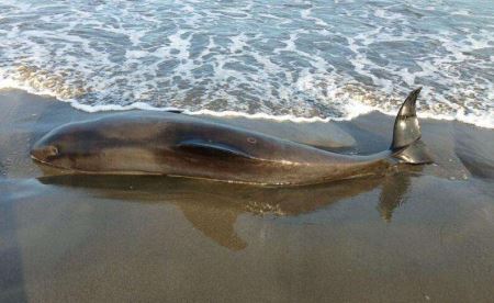 专家表示：虎鲸正在加利福尼亚湾吃鲨鱼，这种情况可能比我们想象的要严重