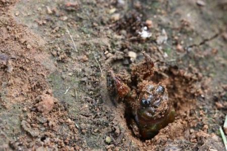 科学家在纳马夸兰发现世界上最古老的白蚁丘，它们已有34000年的历史